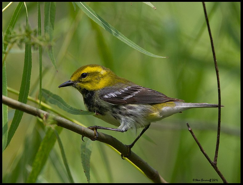_6SB1596 black-throated green warbler.jpg